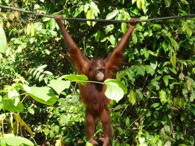 Sepilok OrangUtan, Sun Bear & Labuk Bay Full Day Trip - Sepilok Orangutan Rehabilitation Centre: The Feeding Window That Drives the Whole Visit