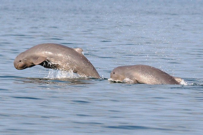 Shared Mangrove & Irrawaddy Dolphin Watching Cruise - Santubong River Mangroves: What You Are Actually Booking