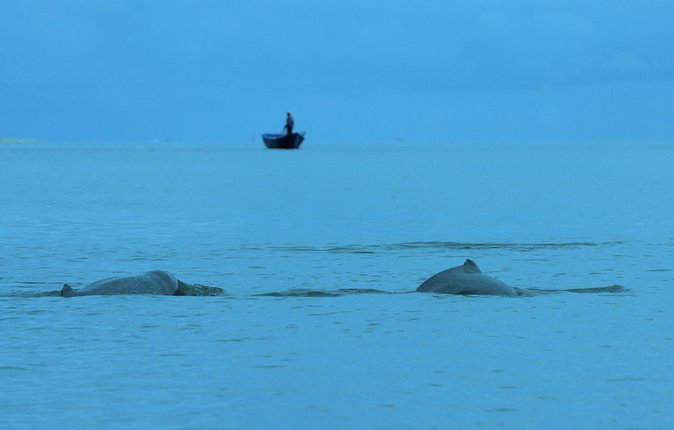 Shared Mangrove & Irrawaddy Dolphin Watching Cruise - Your 8:45am Start at Kampung Santubong Boat Club