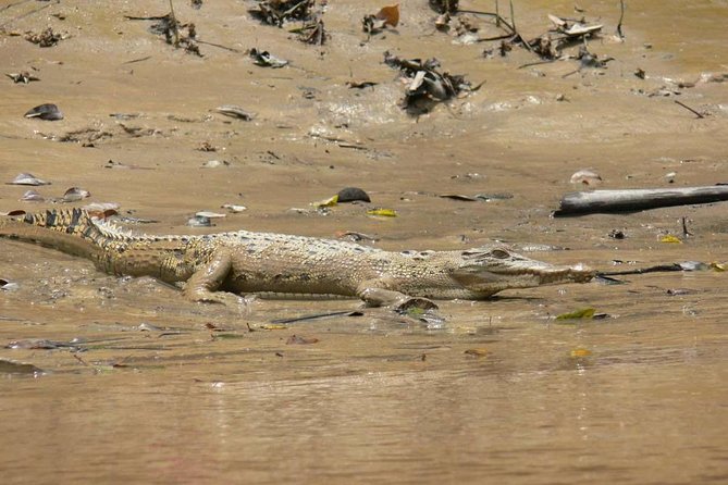 Shared Mangrove & Irrawaddy Dolphin Watching Cruise - Cruise Time and Route Feel: How the Mangrove Portion Works