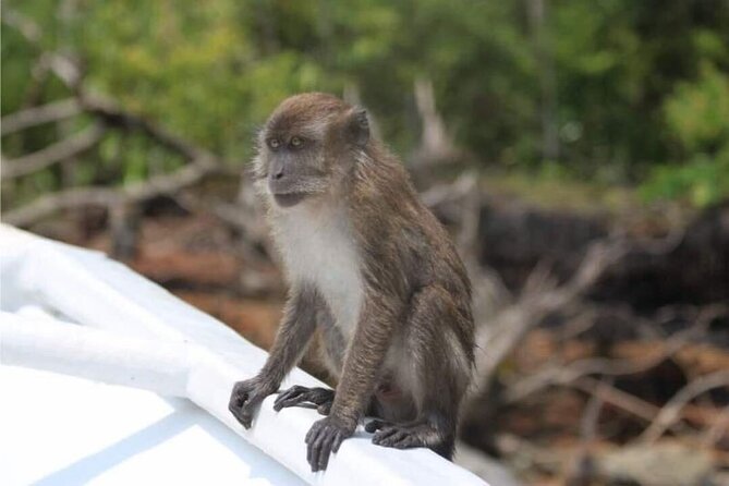 Sharing Half Day Mangrove Boat Tour With Lunch in Langkawi - Limestone cliff views: quick photos, big geology