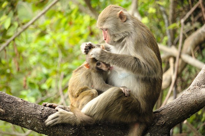 Silver Leaf Monkeys and Firefly Tour with Boat Ride and Seafood Dinner - Driver VJ and the small-group feel