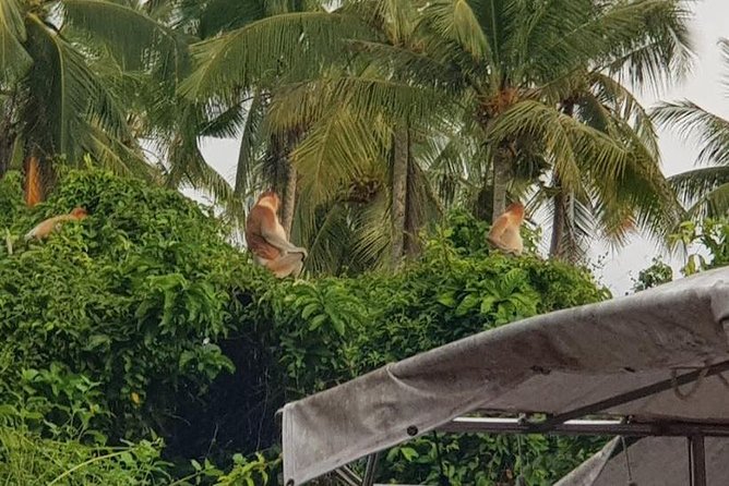 Sky-Mirror Photographing and Proboscis Monkey & Fireflies Watching River-Cruise - Why this Kota Kinabalu cruise mixes monkeys, sunset photos, and fireflies