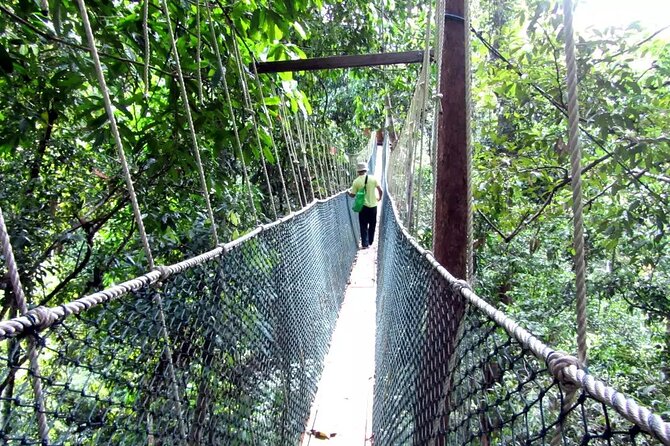 Taman Negara Day Tour with Canopy Walk - Canopy Walk: 500 meters, 40 meters up, 10 platforms