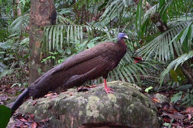 Taman Negara Day Tour with Canopy Walk - Should you book this Taman Negara day tour?