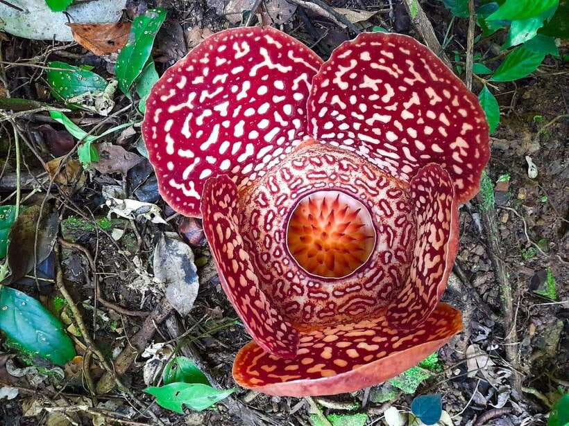 Tambunan: Rafflesia Flower Trekking with Rustic Lunch - Key things to know before you go