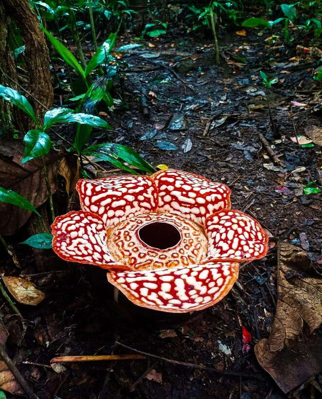 Tambunan: Rafflesia Flower Trekking with Rustic Lunch - Why Tambunan is a smart bet for Rafflesia blooms