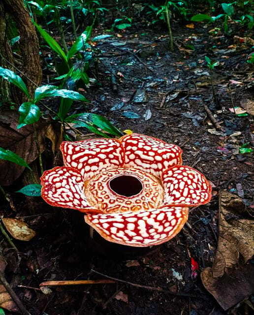 Tambunan: Rafflesia Flower Trekking with Rustic Lunch - The 1-hour Tambunan hike: moderate, but plan for real trail conditions