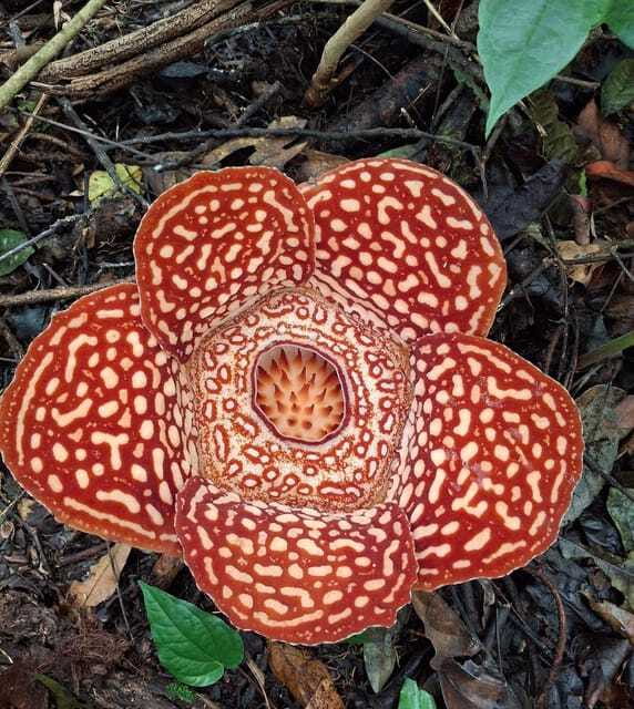 Tambunan: Rafflesia Flower Trekking with Rustic Lunch - Seeing Rafflesia up close: why guides change your odds