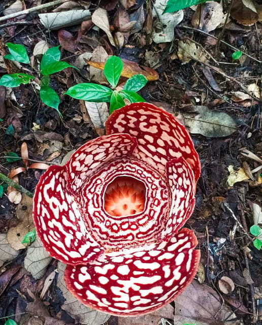Tambunan: Rafflesia Flower Trekking with Rustic Lunch - Photography rules and practical tips for getting great shots