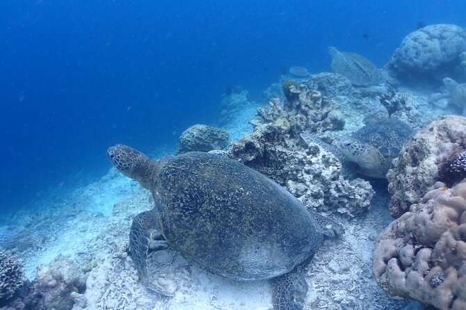 TRY SCUBA (non diver) - Where you’ll be, and how to show up well