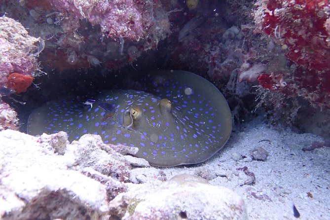 TRY SCUBA (non diver) - Mataking Island: your second underwater session for confidence