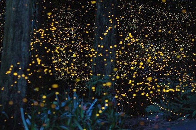Twinkling Kuala Selangor Firefly Boat Tour from Kuala Lumpur - Timing the Night for Kuala Selangor Fireflies and Your Sampan-Style Boat Ride