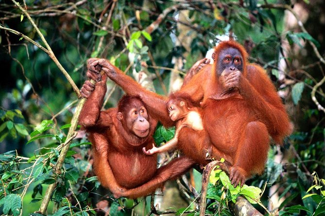 Wildlife & Wonders: Orang Utan Island + Perak Cave Temple Tour - Orang Utan Island meets Ipoh’s cave temple