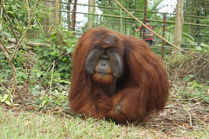 Wildlife & Wonders: Orang Utan Island + Perak Cave Temple Tour - Who this tour suits best